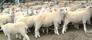 Sheep held in a pen